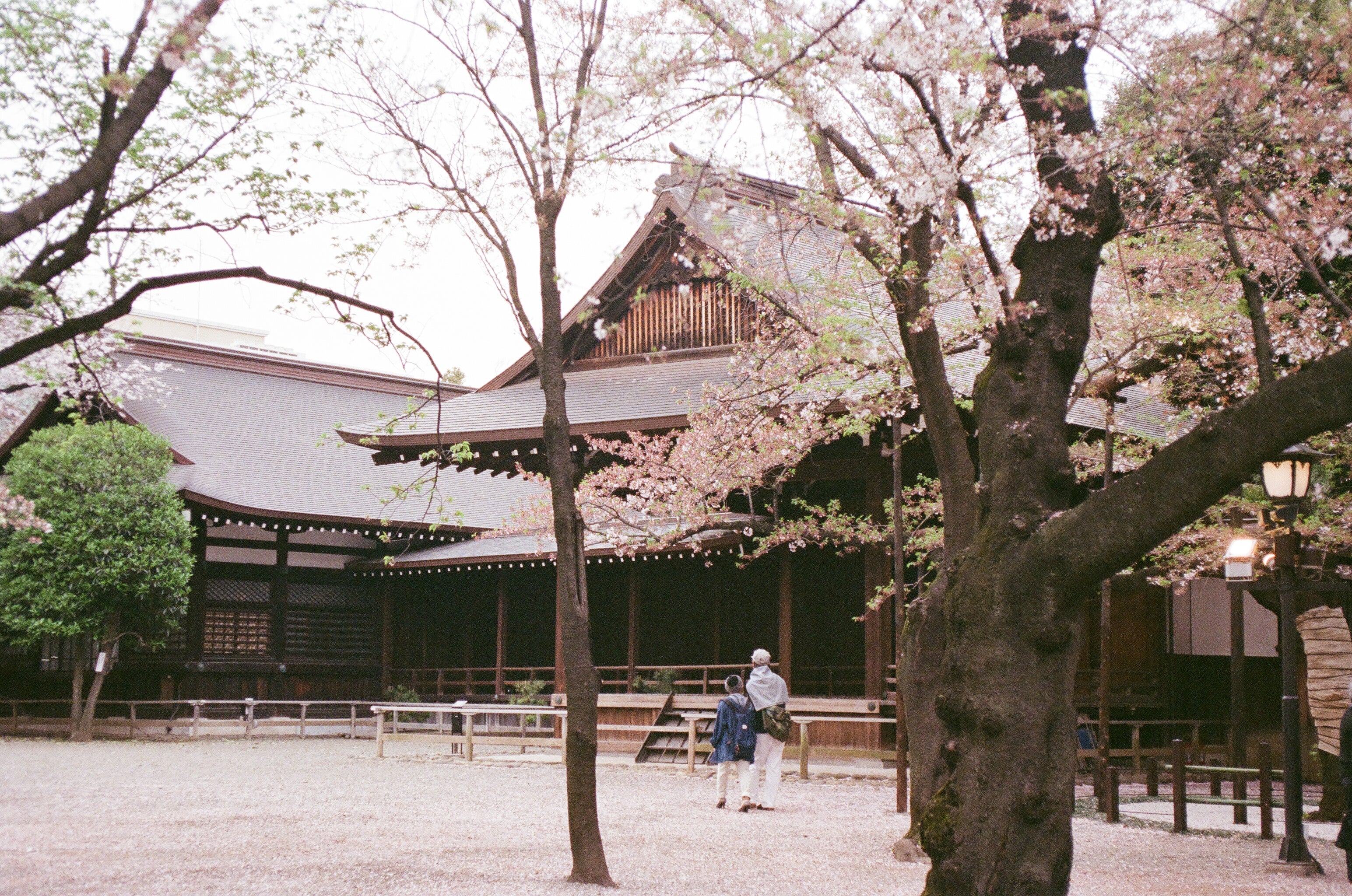 A serene photo of a Japanese shrine in Kyoto with a cherry blossom tree in bloom. Two people walk by in the peaceful park, creating a calm and soothing atmosphere.